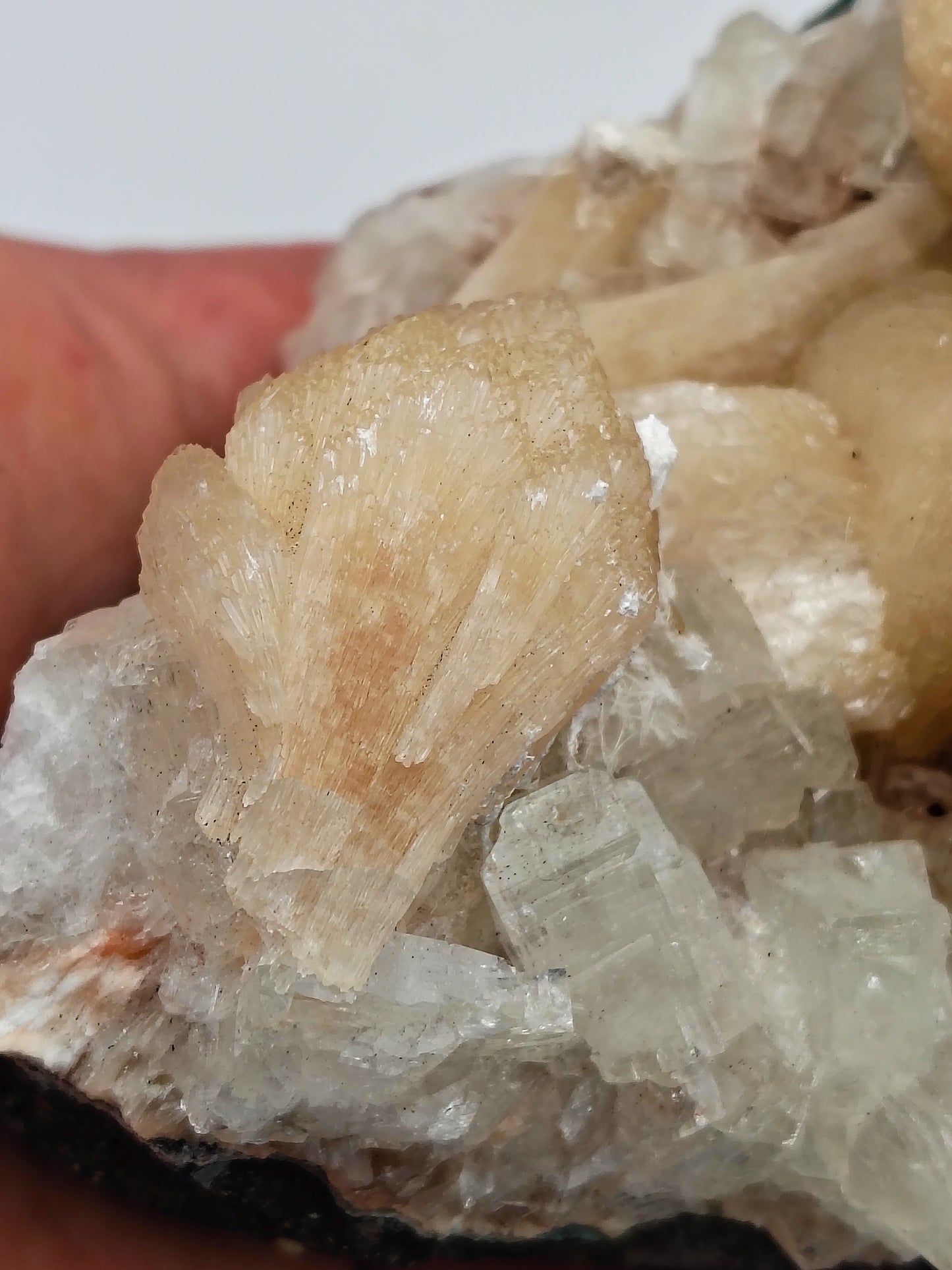 Okenite on Stilbite and Apophyllite